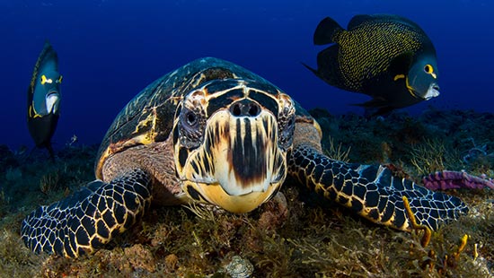 La tortue marine